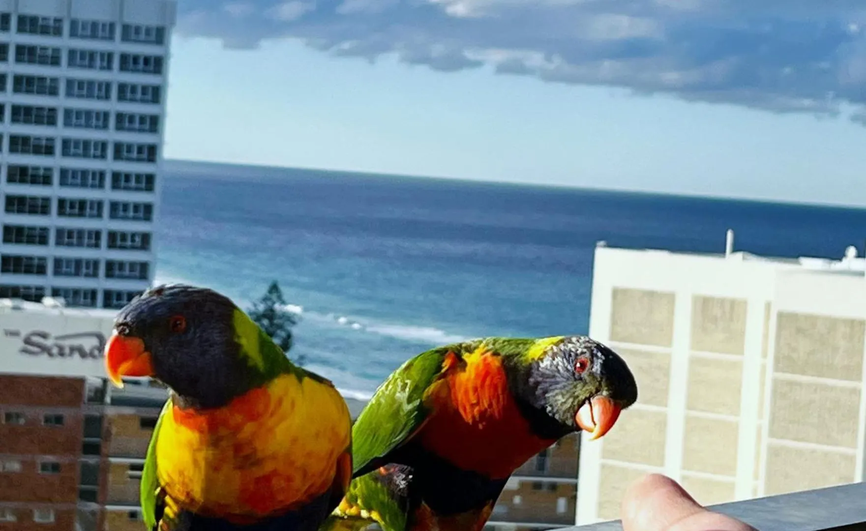 Top Of The Mark - Top Floor Apartment & Parking Gold Coast